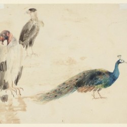Three birds